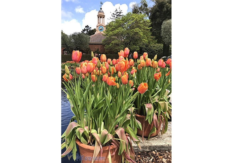 賞花極致體驗!見證北加州費羅麗莊園之美_img_8