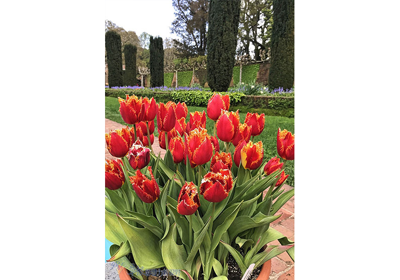 賞花極致體驗!見證北加州費羅麗莊園之美_img_10