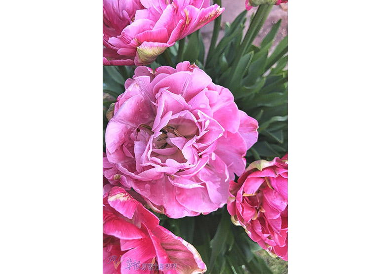 賞花極致體驗!見證北加州費羅麗莊園之美_img_12