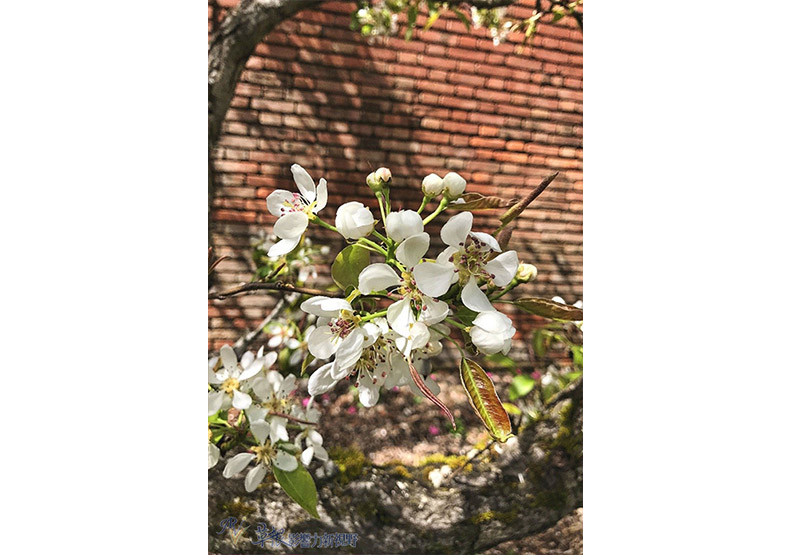 賞花極致體驗!見證北加州費羅麗莊園之美_img_13