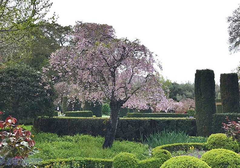 賞花極致體驗!見證北加州費羅麗莊園之美_img_15