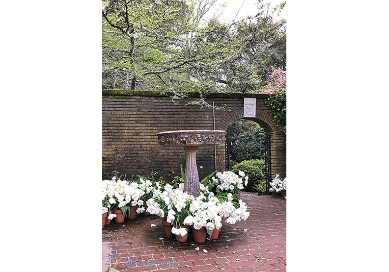 賞花極致體驗!見證北加州費羅麗莊園之美_img_20