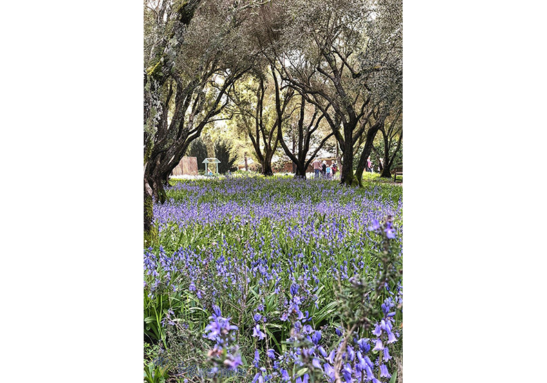 賞花極致體驗!見證北加州費羅麗莊園之美_img_32