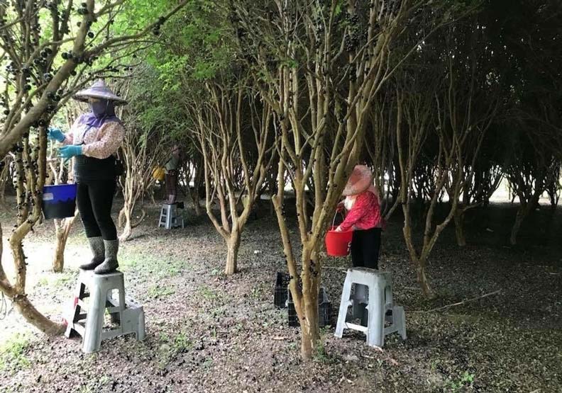 大陸最近流行觀光果園，陸客海來台購買果樹，樹葡萄很受歡迎。