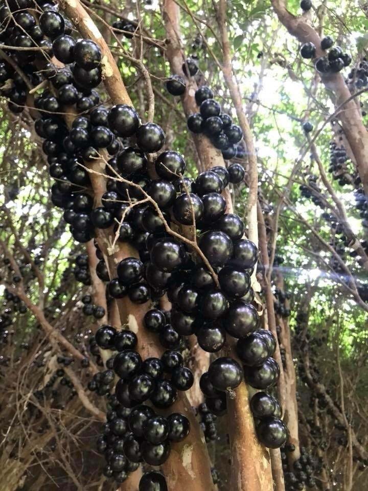 不買台灣水果 大陸流行觀光果園跨海買果樹_img_1