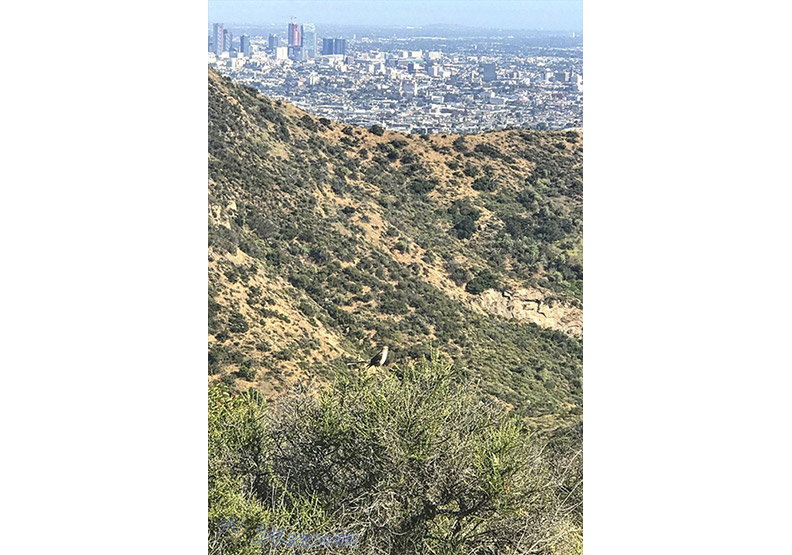 洛杉磯好萊塢大標誌!感受長征之路的壯麗景色_img_14