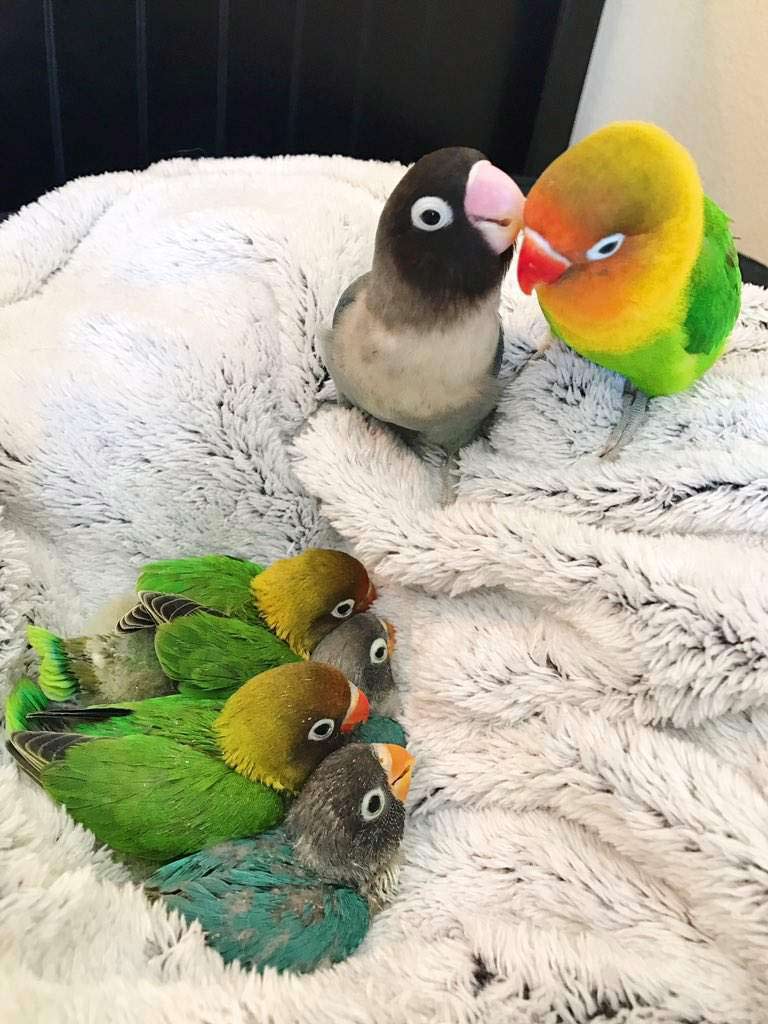 彩色鳥與黑白鳥生下四胎 神奇毛色讓網友嘆:太萌了!_img_1
