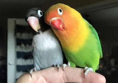 彩色鳥與黑白鳥生下四胎 神奇毛色讓網友嘆：太萌了！