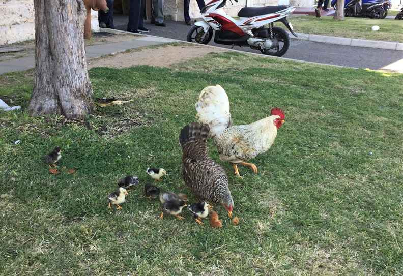 常鬧失蹤的恐怖地帶？「百慕達」跟你想的不一樣_img_18