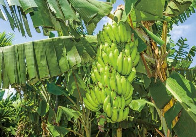 水果產銷的失衡線