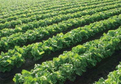 集結小農夫 合成大農制