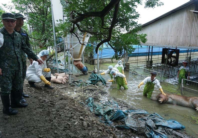 嘉義地區淹水造成養豬場大損失，眾多豬屍至今還泡在水裏，10軍團救災官兵已往滿布豬屍的溝渠中跳，徒手拉起被水泡得發漲的豬屍。 圖片由陸軍司令部提供