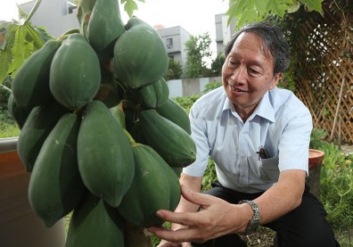 大陸吃了20年基改木瓜，邀葉錫東共享智財權