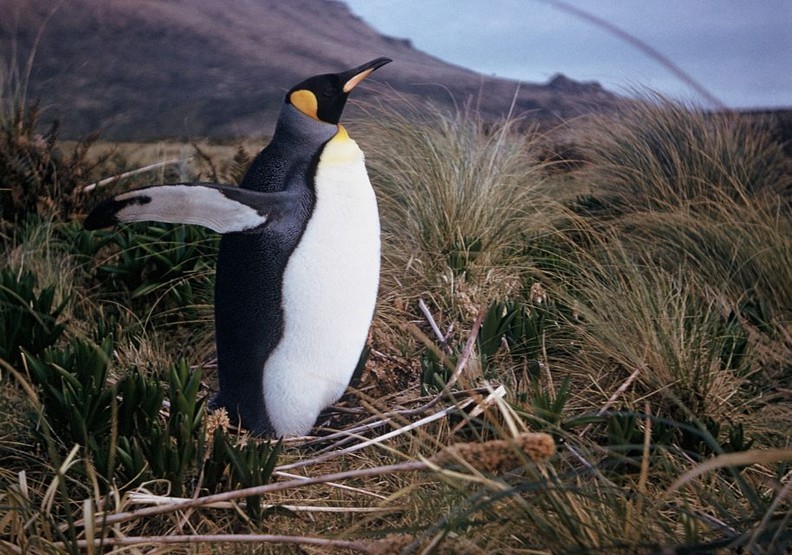 人類傷害還不夠?企鵝島內企鵝消失90%,恐上演北極熊悲劇_img_4