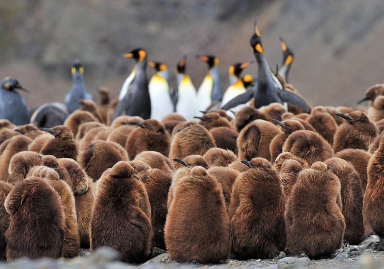 人類傷害還不夠?企鵝島內企鵝消失90%,恐上演北極熊悲劇_img_3