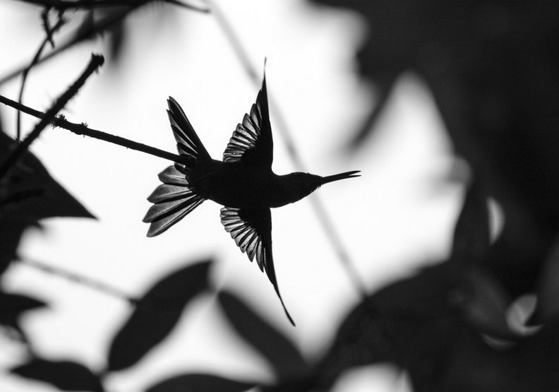 橫掃無數攝影大獎!17歲攝影師記錄大自然的無限感動_img_6