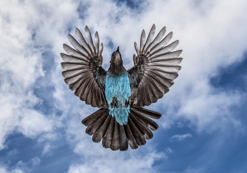 橫掃無數攝影大獎!17歲攝影師記錄大自然的無限感動_img_5