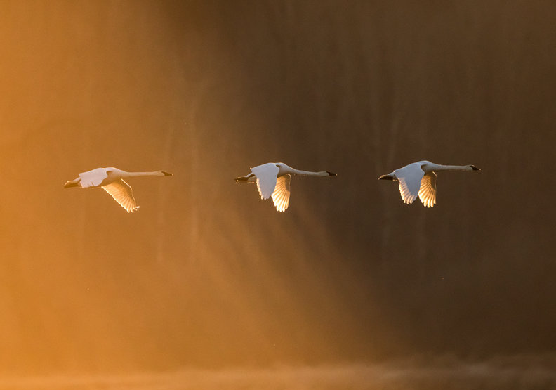 橫掃無數攝影大獎!17歲攝影師記錄大自然的無限感動_img_4
