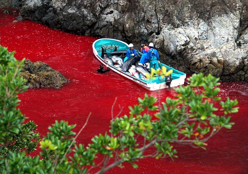 血色海灣再現：日本獵海豚傳統的生態悲歌