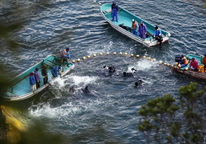 血色海灣再現:日本獵海豚傳統的生態悲歌_img_1