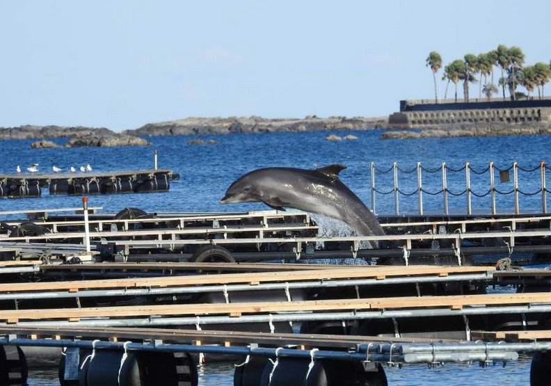 血色海灣再現:日本獵海豚傳統的生態悲歌_img_3