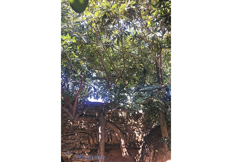 夏天太熱!他決定挖透岩石建「地下花園」_img_17