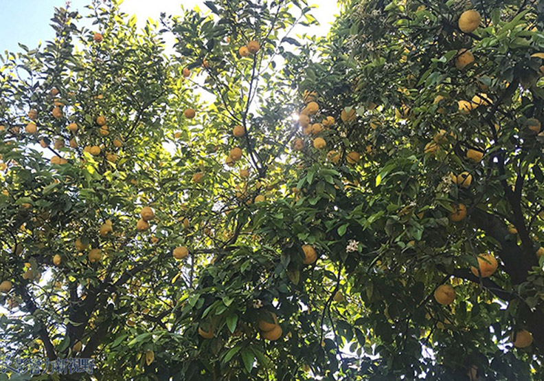 夏天太熱!他決定挖透岩石建「地下花園」_img_22