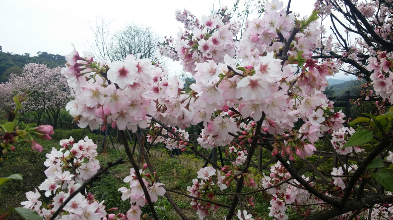 三芝共榮社區暨安康社區　重生邁向里山願景_img_1