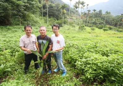 台灣原生保種五年有成 月桃撫育讓部落重燃生機