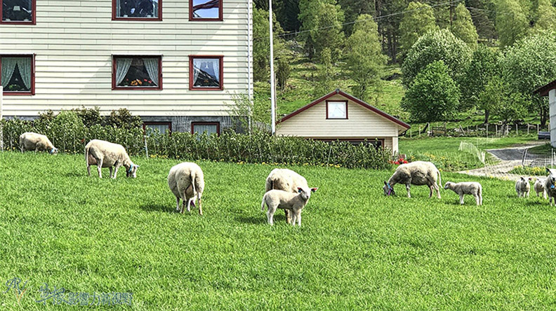 旅遊界聖經Lonely Planet評北歐最棒：蓋朗格峽灣_img_3