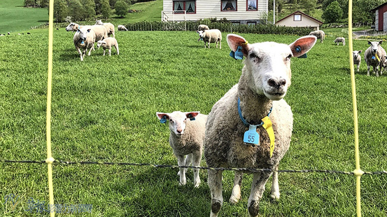 旅遊界聖經Lonely Planet評北歐最棒：蓋朗格峽灣_img_4