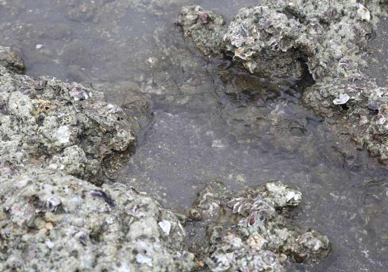 讓環保署副座詹順貴丟官的觀塘環評案，到底在吵什麼？_img_5