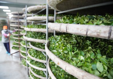 每年供應4000噸基底茶 松柏嶺四季春迎來第二春