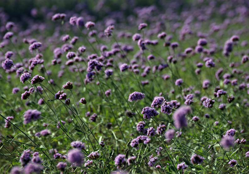 台中花博冠名「世界」,名稱大有玄機?_img_8