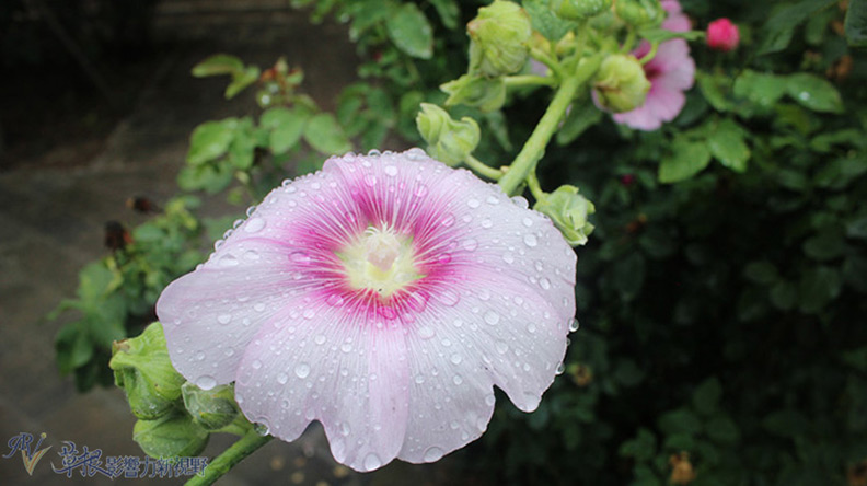 來一趟貴德古城,明朝僅存的「三衛城」之一_img_8