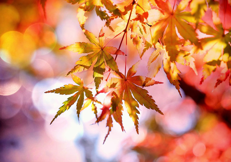 紅葉不輸櫻花 11月京都賞楓的好景點 1號課堂 遠見雜誌