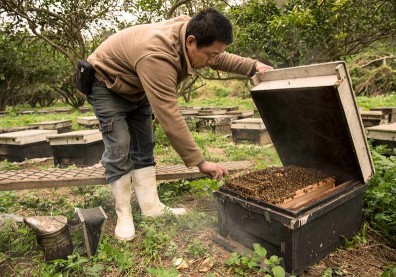 「蜂蜜檸檬水」爆紅，讓這家企業訂單接不完