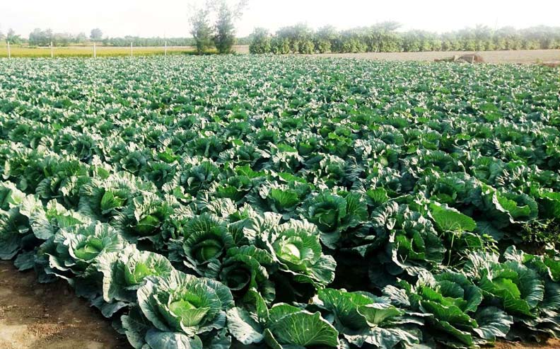 高麗菜長得好卻滯銷,農民寧可一顆10元開放現採_img_2