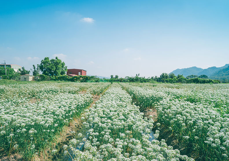 再討厭摀著鼻都要來!聽說韭菜花美到會「下雪」_img_1