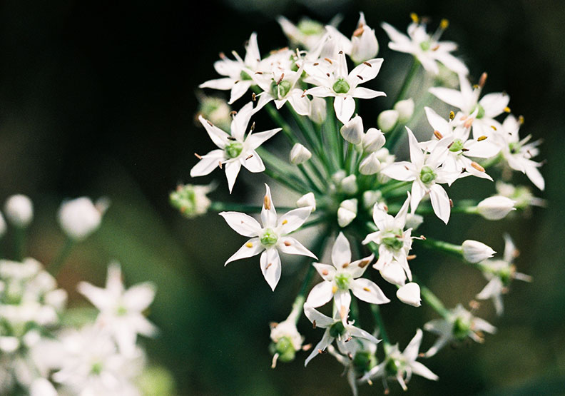 再討厭摀著鼻都要來!聽說韭菜花美到會「下雪」_img_2