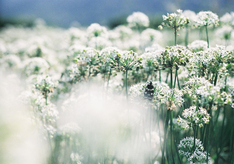 再討厭摀著鼻都要來!聽說韭菜花美到會「下雪」_img_3