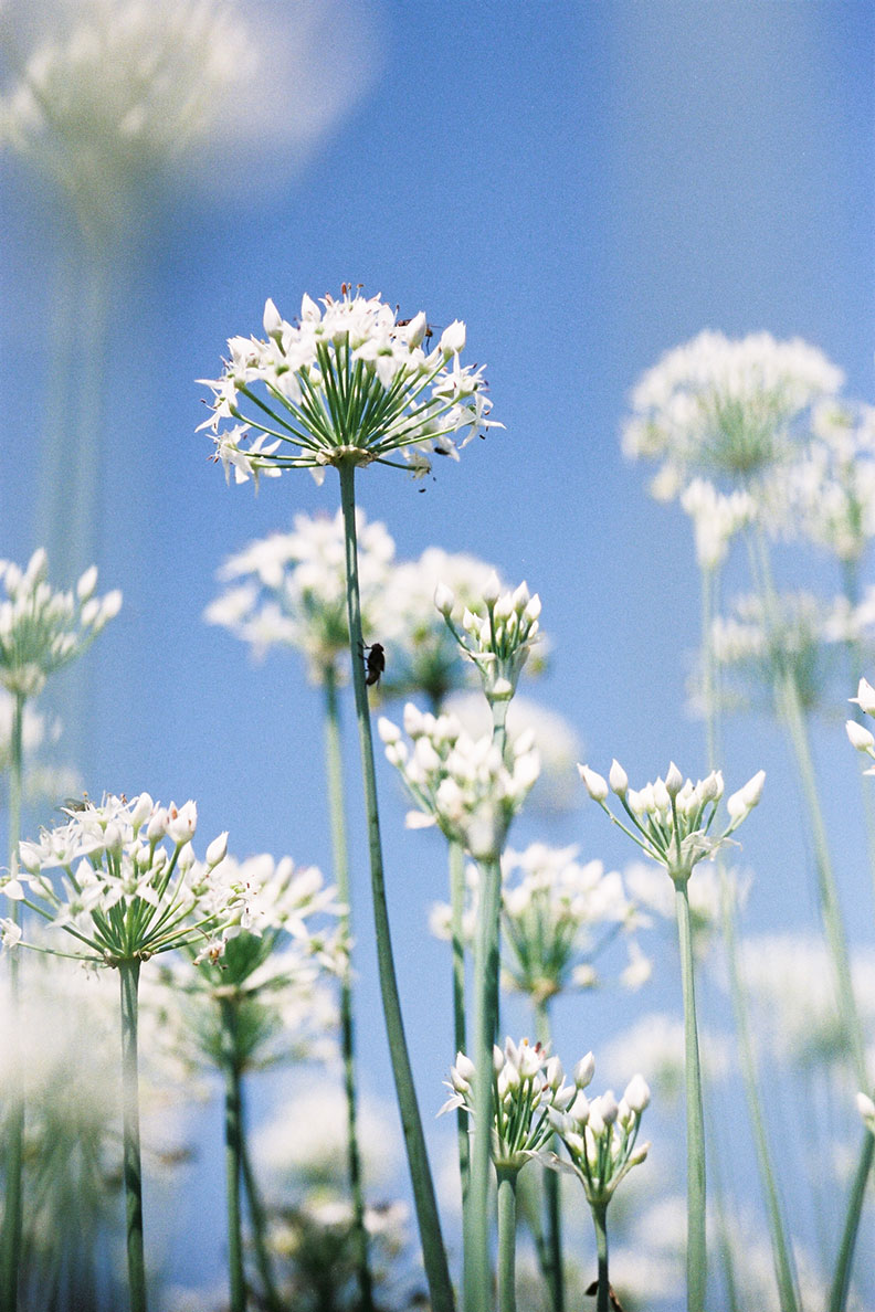 再討厭摀著鼻都要來!聽說韭菜花美到會「下雪」_img_4