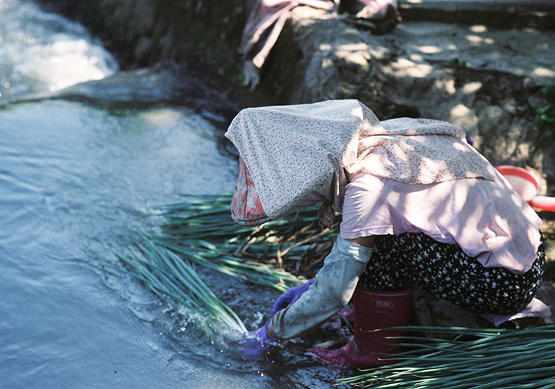 再討厭摀著鼻都要來!聽說韭菜花美到會「下雪」_img_5