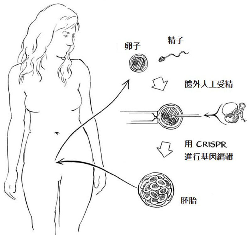 「基因編輯寶寶」爆爭議，到底隱憂有哪些？_img_1