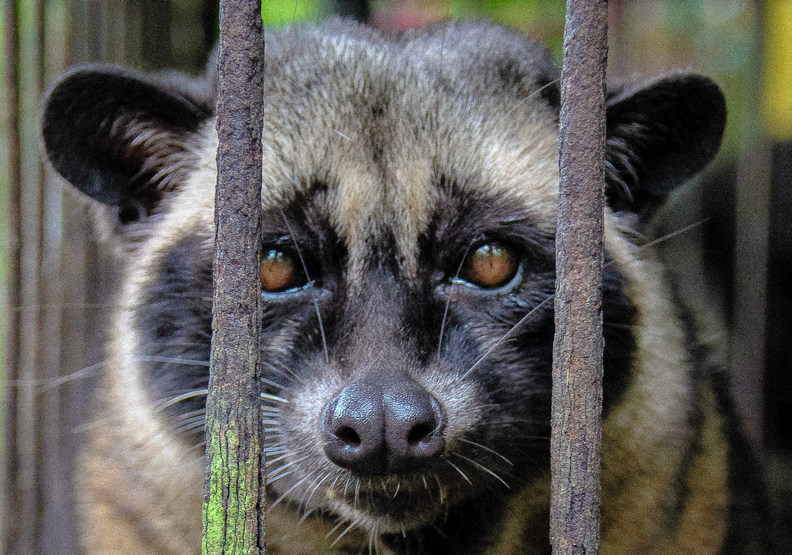 麝香貓咖啡：全球最貴咖啡的黑暗悲歌_img_2