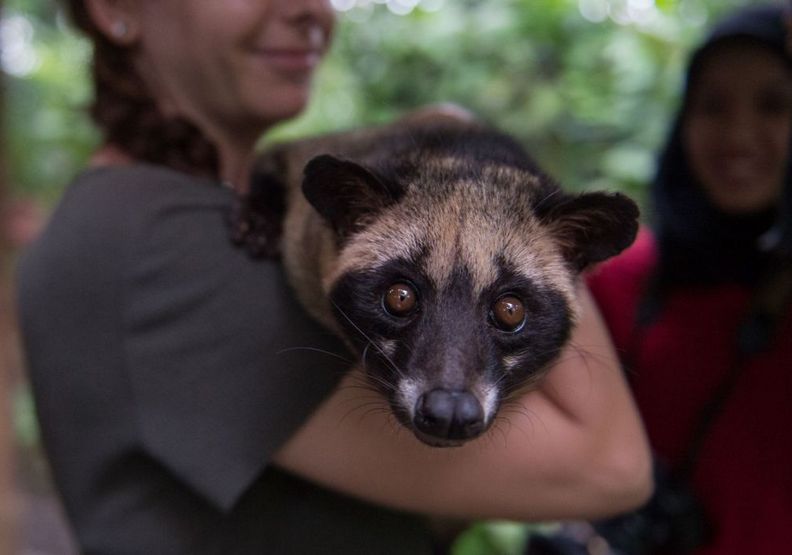 麝香貓咖啡：全球最貴咖啡的黑暗悲歌_img_6