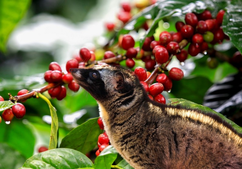 麝香貓咖啡：全球最貴咖啡的黑暗悲歌_img_5
