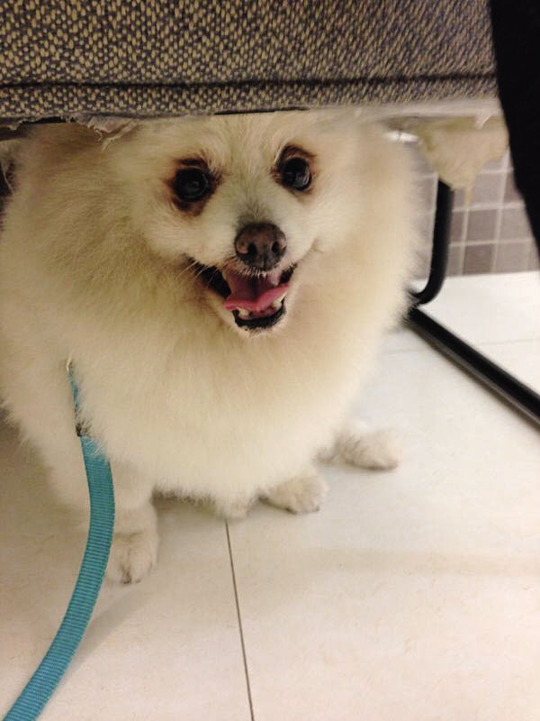 毛小孩們教的生死課:人生一半是對美好的追求_img_2