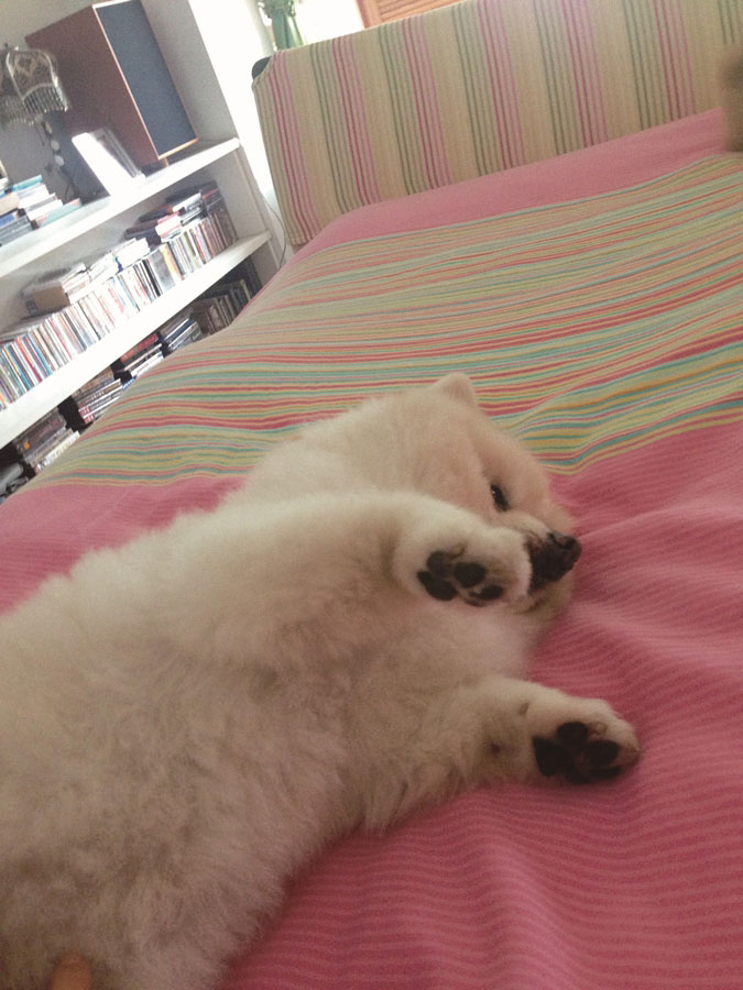 毛小孩們教的生死課:人生一半是對美好的追求_img_3