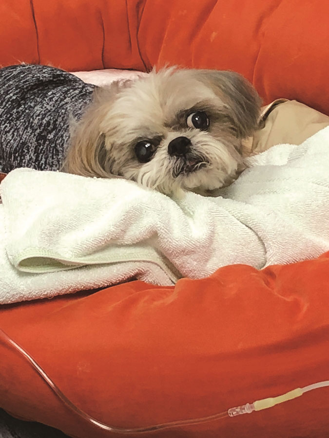 這就是母愛!每個毛孩子媽媽都會記得的事_img_2